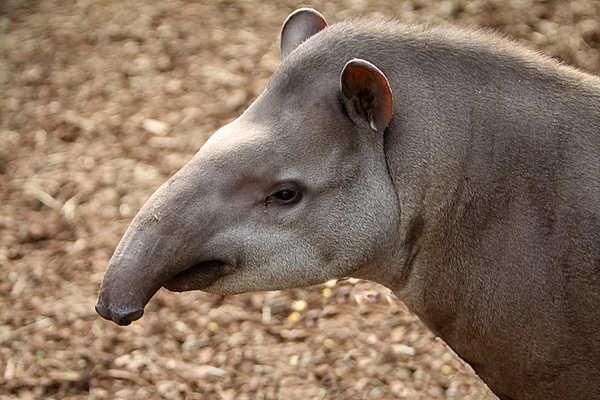 Flachland Tapir