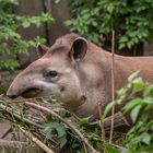 Flachland-Tapir-Zoo-ZH