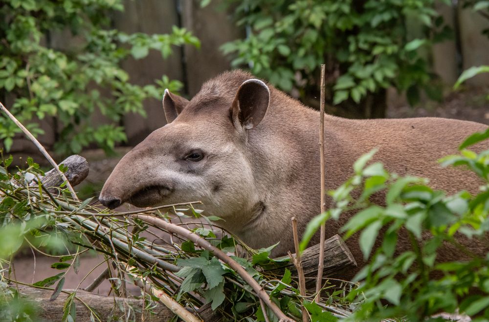 Flachland-Tapir-Zoo-ZH