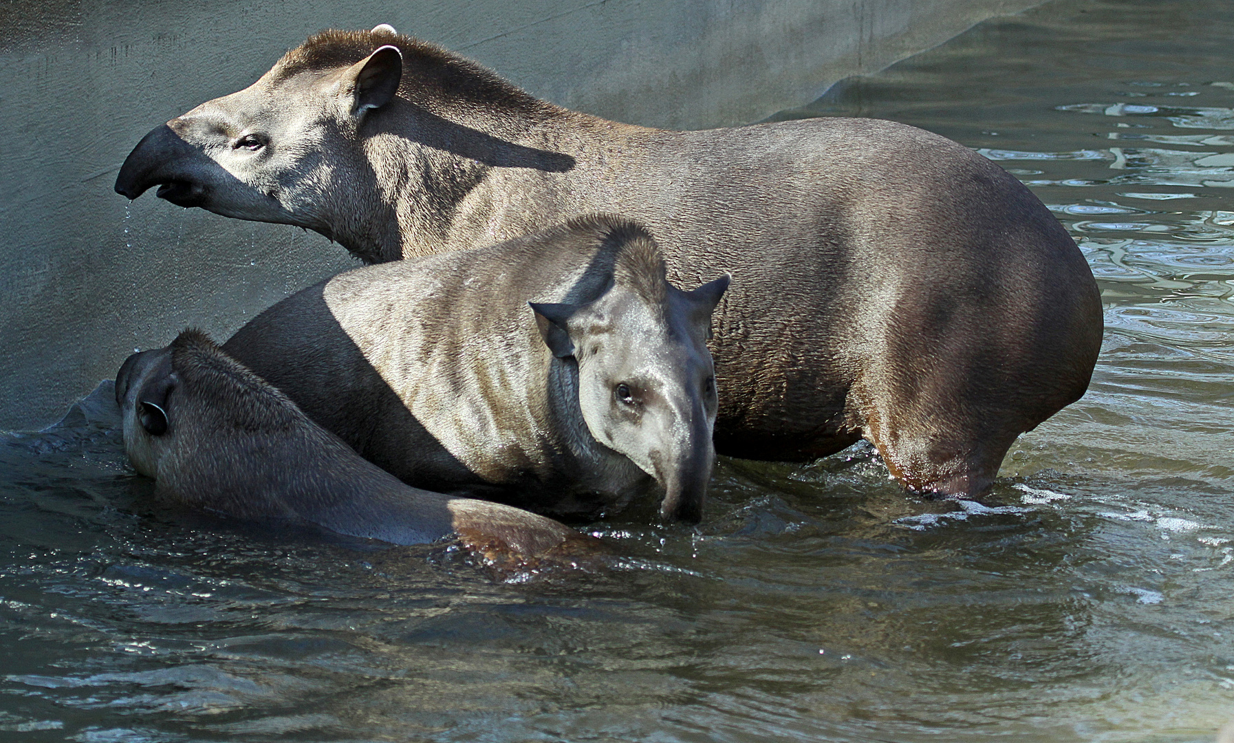 Flachland-Tapirfamilie ..