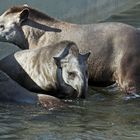 Flachland-Tapirfamilie ..