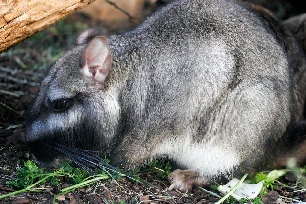 Flachland-Viscacha