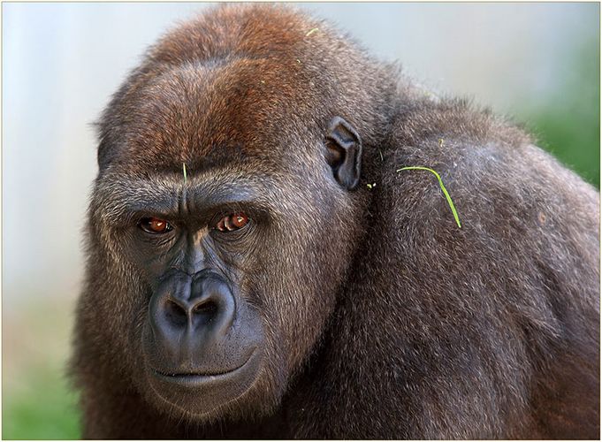 Flachlandgorilla 01