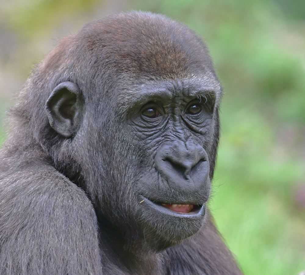 Flachlandgorilla