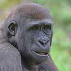 Flachlandgorilla