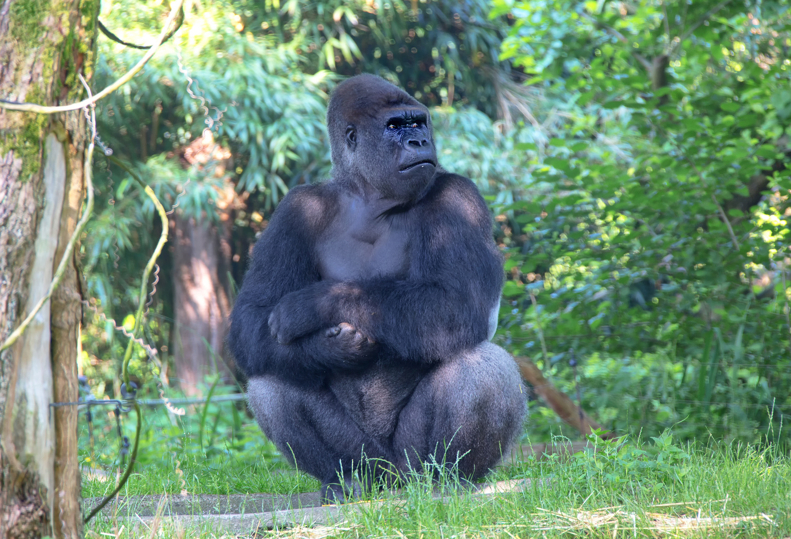 Flachlandgorilla