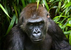 Flachlandgorilla (1)