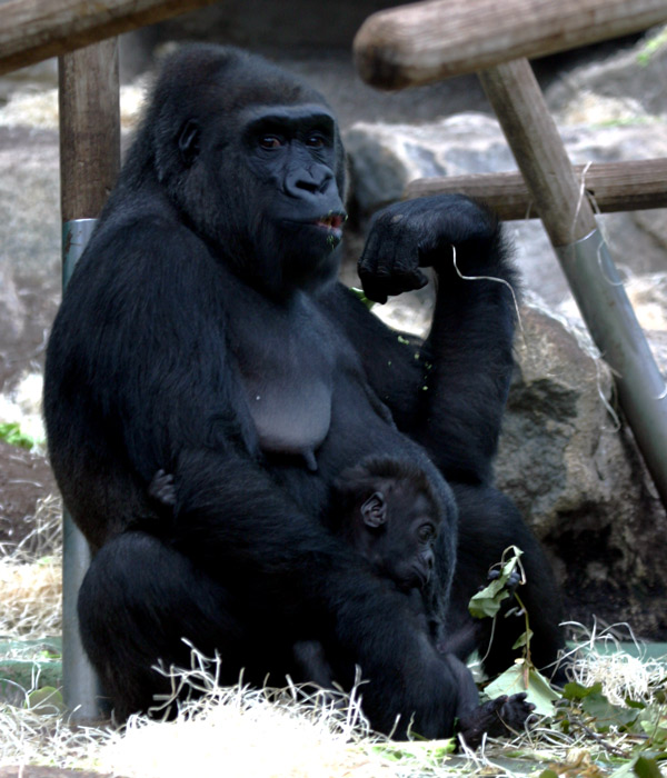 Flachlandgorilla