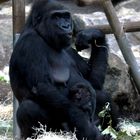 Flachlandgorilla