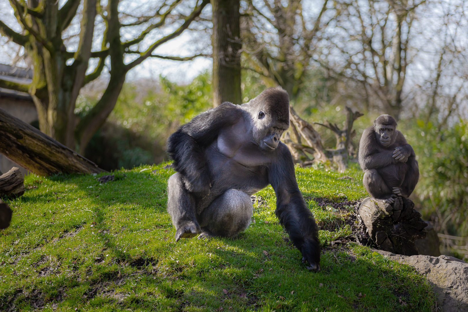 Flachlandgorilla