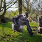 Flachlandgorilla