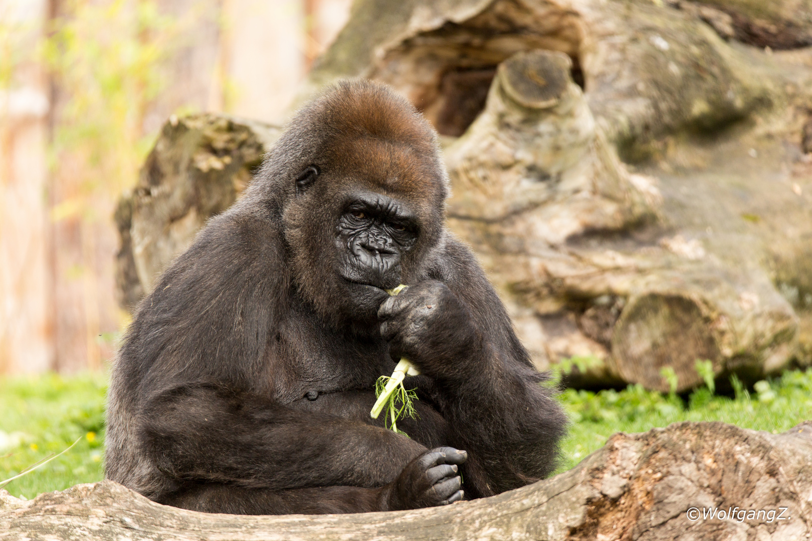 Flachlandgorilla