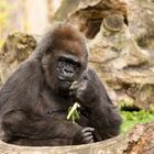 Flachlandgorilla