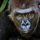 Flachlandgorilla