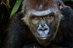 Flachlandgorilla