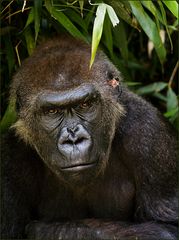 Flachlandgorilla (2)