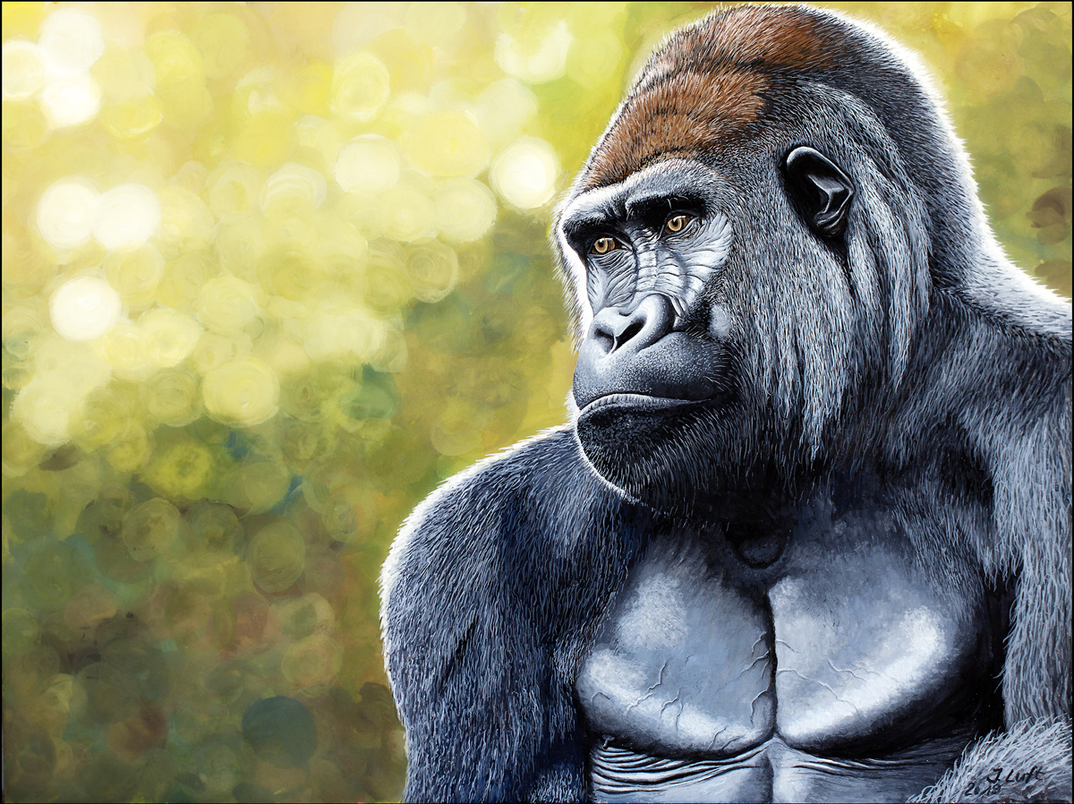 Flachlandgorilla 