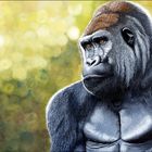 Flachlandgorilla 