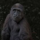 Flachlandgorilla