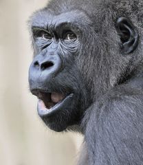 Flachlandgorilla