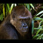 Flachlandgorilla (3)