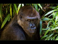 Flachlandgorilla (3)