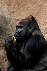 Flachlandgorilla