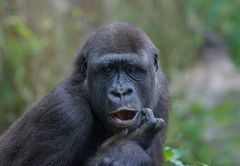 Flachlandgorilla