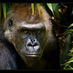 Flachlandgorilla (4)