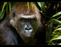 Flachlandgorilla (4)