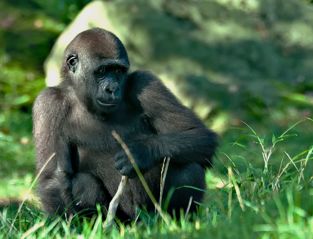 Flachlandgorilla