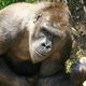 Flachlandgorilla