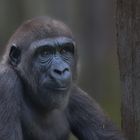 Flachlandgorilla