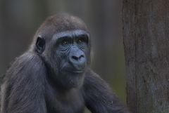 Flachlandgorilla