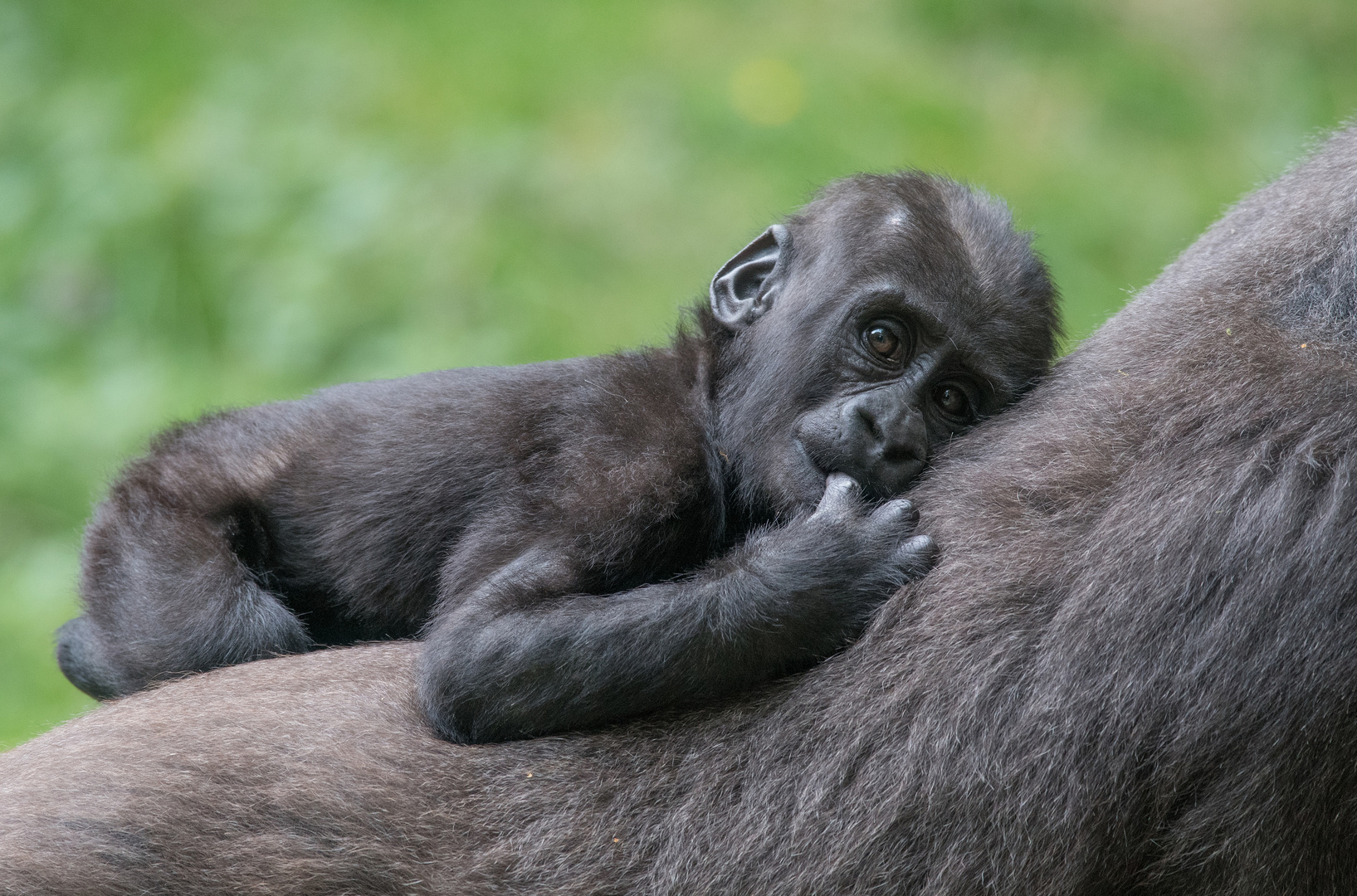 Flachlandgorilla