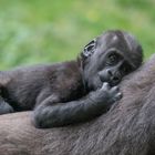 Flachlandgorilla