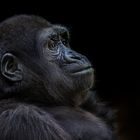 Flachlandgorilla