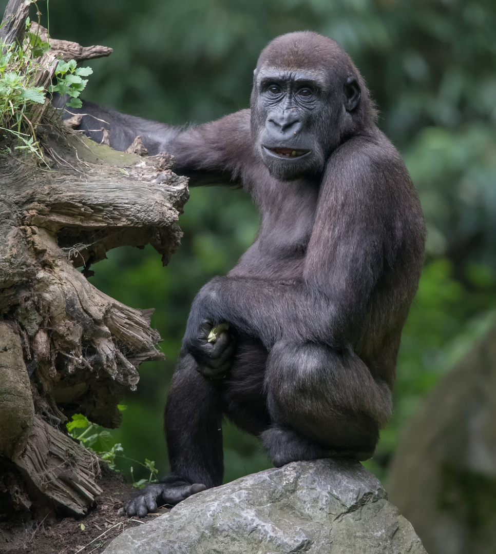 Flachlandgorilla