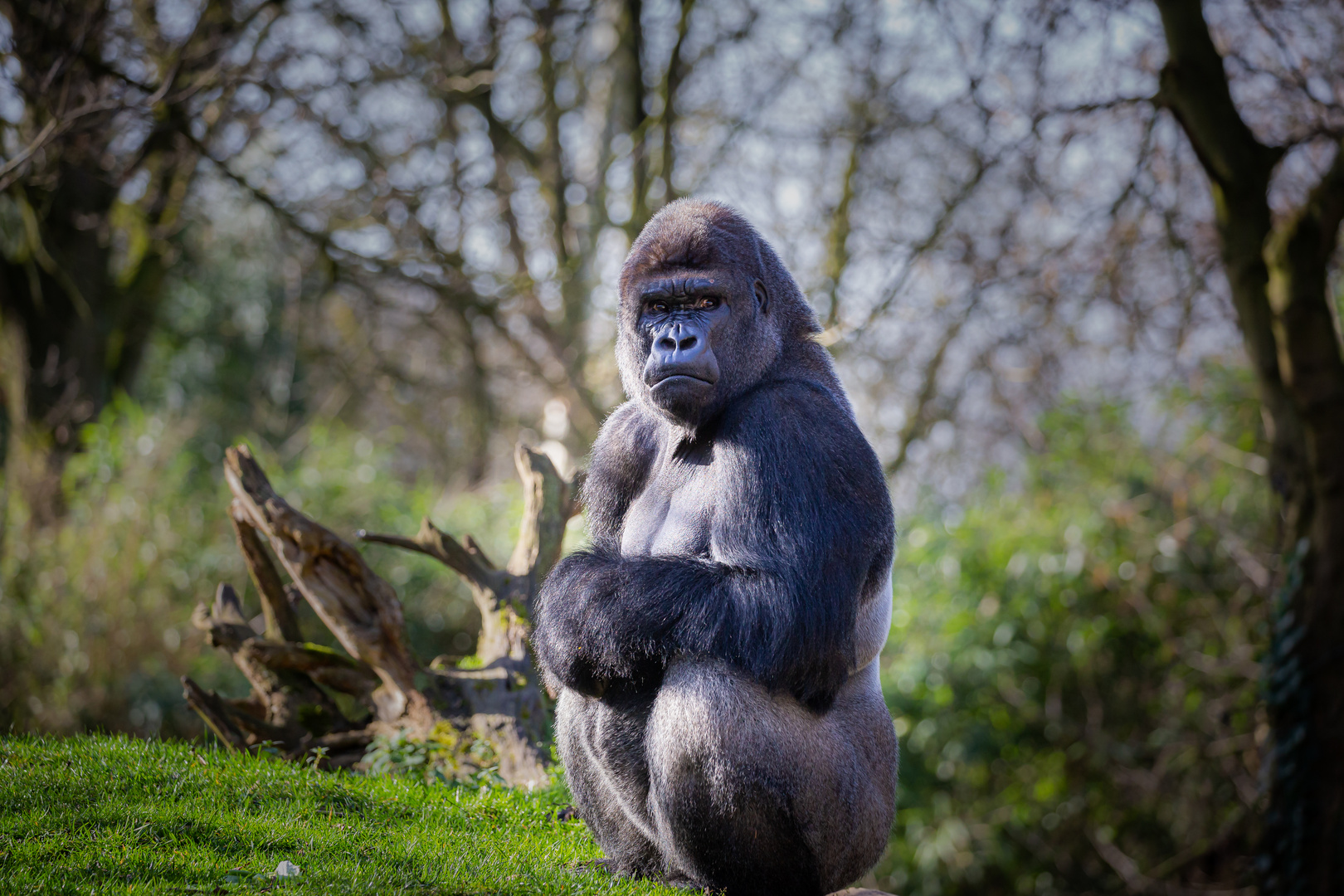 Flachlandgorilla