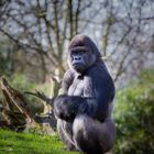 Flachlandgorilla