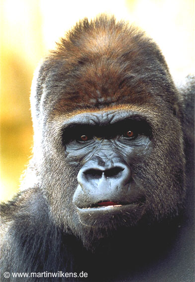 Flachlandgorilla