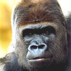 Flachlandgorilla