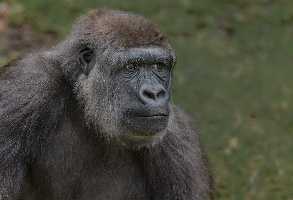 Flachlandgorilla