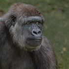 Flachlandgorilla