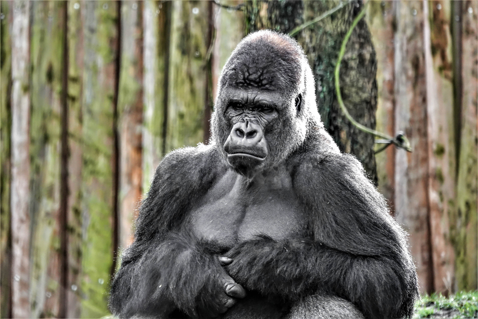 Flachlandgorilla