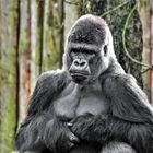 Flachlandgorilla