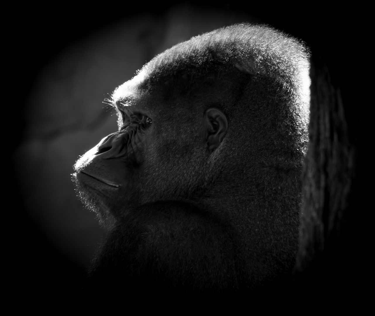 Flachlandgorilla 