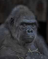 Flachlandgorilla