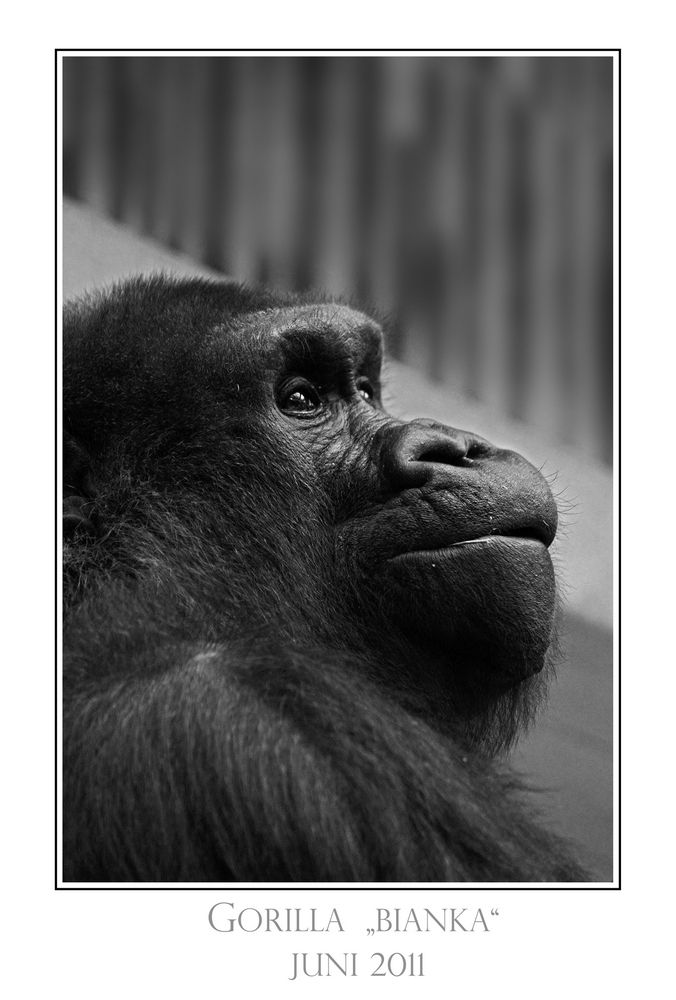 Flachlandgorilla Bianka