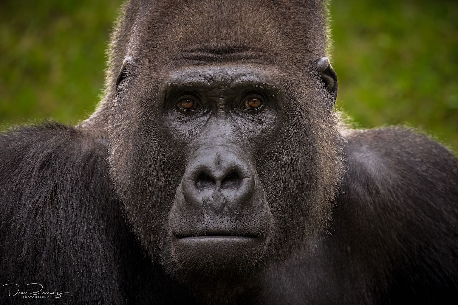 Flachlandgorilla Buzandi